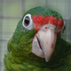 A Puerto Rican parrot. Image: US Fish and Wildlife Service / Flickr
